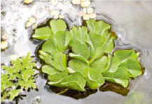 Salvinia klein 1